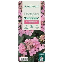 Truffaut Plantes De Terre De Bruyère | - Hydrangea 'Gracioza', ctr 3 L