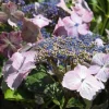 Truffaut - Hydrangea 'Juno', ctr 3 L Hot