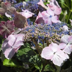 Truffaut - Hydrangea 'Juno', ctr 3 L Hot