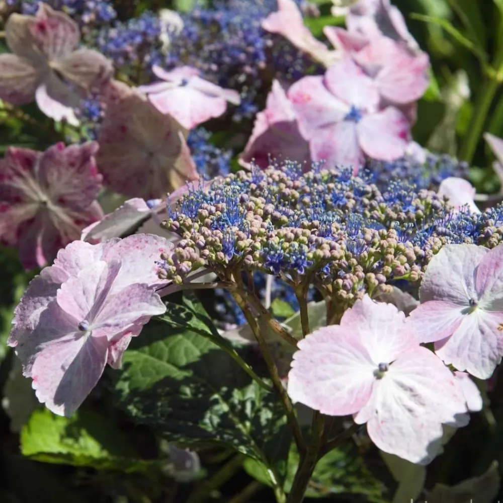 Truffaut - Hydrangea 'Juno', ctr 3 L Hot