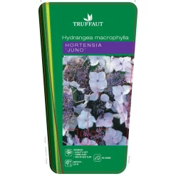 Truffaut - Hydrangea 'Juno', ctr 3 L Hot