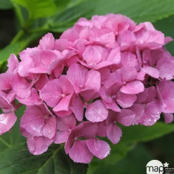 Truffaut Plantes De Terre De Bruyère | - Hydrangea macrophylla ' Red Baron ' : conteneur 5 litres