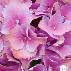Truffaut Plantes De Terre De Bruyère | - Hydrangea macrophylla ' Red Baron ' : conteneur 5 litres