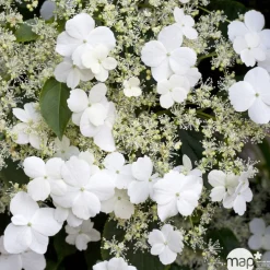 Truffaut Plantes Grimpantes | - Hydrangea petiolaris : ctr de 3 litres
