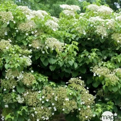 Truffaut Plantes Grimpantes | - Hydrangea petiolaris : ctr de 3 litres