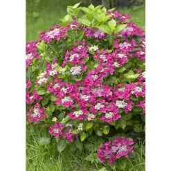 Truffaut Plantes De Terre De Bruyère | - Hydrangea 'Rotschwanz', contneur 3 L