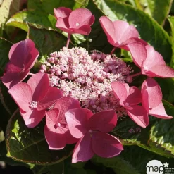 Truffaut Plantes De Terre De Bruyère | - Hydrangea 'Rotschwanz', contneur 3 L