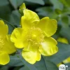 Truffaut - Hypericum ' Hidcote ' : pot de 3L Best