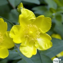 Truffaut - Hypericum ' Hidcote ' : pot de 3L Best