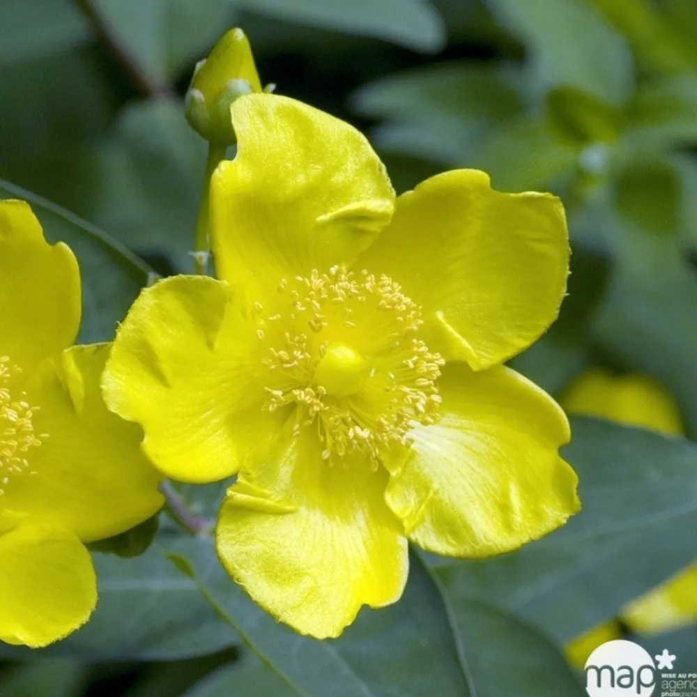 Truffaut - Hypericum ' Hidcote ' : pot de 3L Best