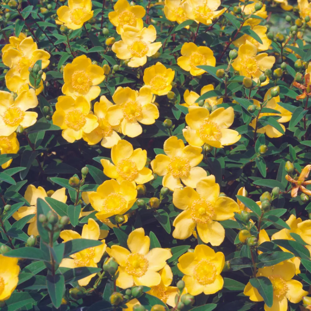 Truffaut - Hypericum ' Hidcote ' : pot de 3L Best