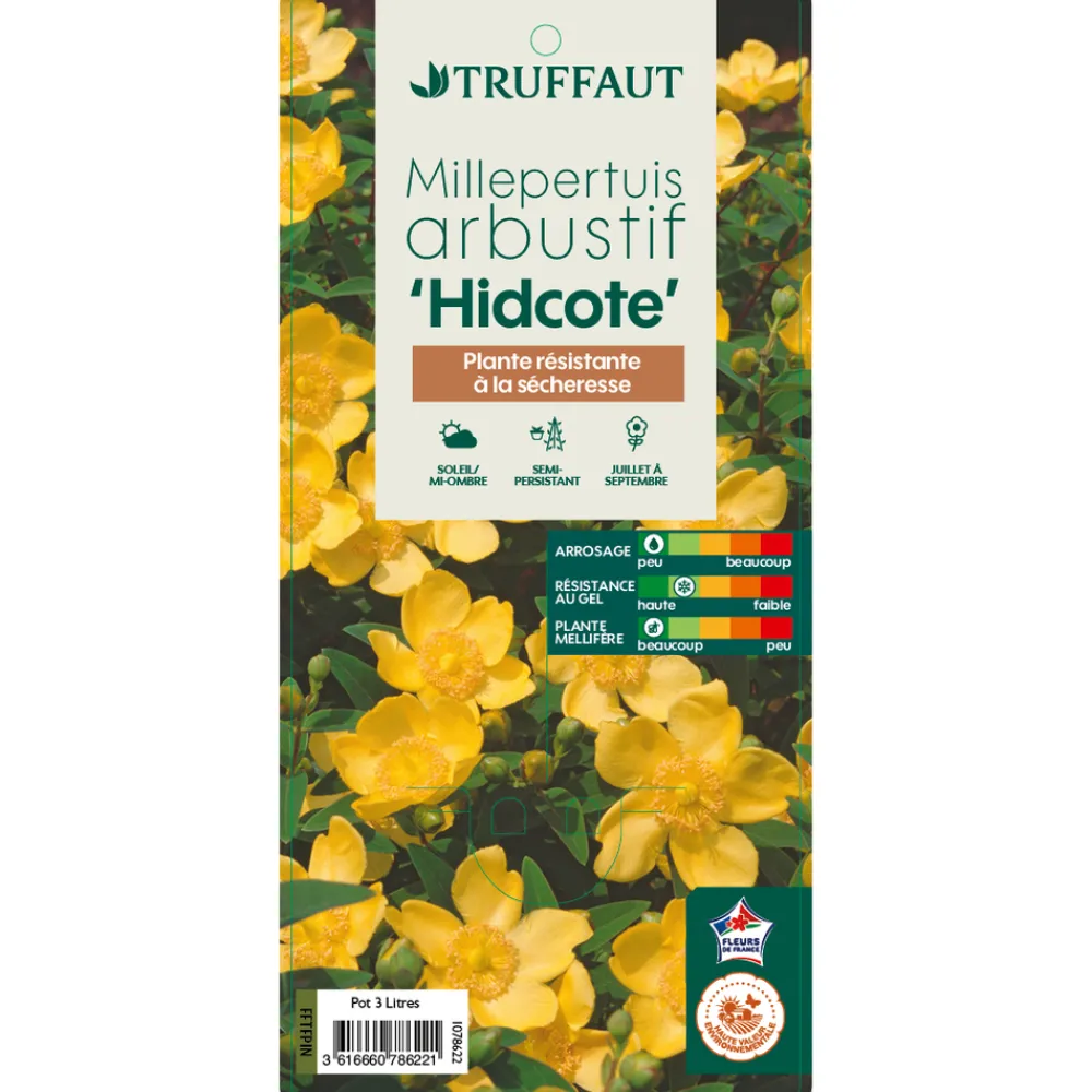 Truffaut - Hypericum ' Hidcote ' : pot de 3L Best