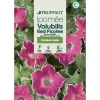 Truffaut - Ipomée red picotee 2 g Hot