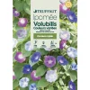 Truffaut - Ipomée volubilis Couleur Variée : en Sachet Hot