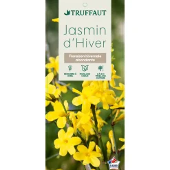 Truffaut Plantes Grimpantes | - Jasminum nudiflorum ech : ctr de 3 Litres