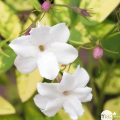 Truffaut Plantes Grimpantes | - Jasminum officinale Aureum : ctr de 3 Litres