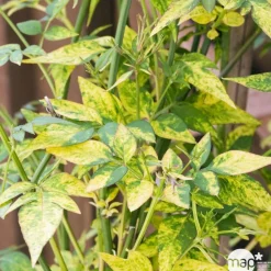 Truffaut Plantes Grimpantes | - Jasminum officinale Aureum : ctr de 3 Litres