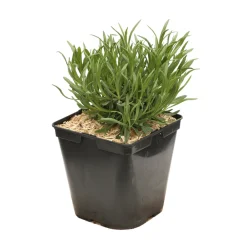 Truffaut Plantes Méditerranéennes|Plantes De Haies | - Lavande x intermedia Dutch Lavander pot 3L