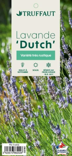 Truffaut Plantes Méditerranéennes|Plantes De Haies | - Lavande x intermedia Dutch Lavander pot 3L