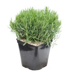 Truffaut Plantes Méditerranéennes|Plantes De Haies | - Lavandula Angustifolia Anna : C. 3L