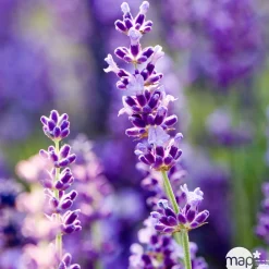 Truffaut Plantes Méditerranéennes|Plantes De Haies | - Lavandula angustifolia ' Hidcote ' : 3L RC
