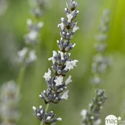 Truffaut Plantes Méditerranéennes|Plantes De Haies | - Lavandula angustifolia 'Edelweiss' :3 L RC