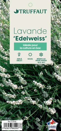 Truffaut Plantes Méditerranéennes|Plantes De Haies | - Lavandula angustifolia 'Edelweiss' :3 L RC