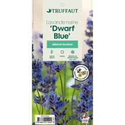 Truffaut Plantes Méditerranéennes|Plantes De Haies | - Lavandula 'Dwarf Blue' : pot 3L