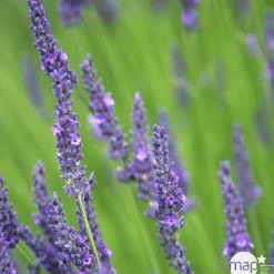 Truffaut Plantes Méditerranéennes|Plantes De Haies | - Lavandula x intermedia 'Grosso': 3 L RC