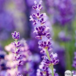 Truffaut Plantes Méditerranéennes|Plantes De Haies | - Lavandula x 'Richard Gray' : 3L