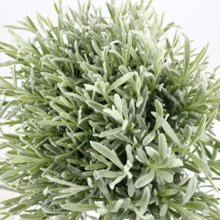 Truffaut Plantes Méditerranéennes|Plantes De Haies | - Lavandula x 'Richard Gray' : 3L