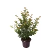 Truffaut - Lilas des Indes pot déco 7,5L Online