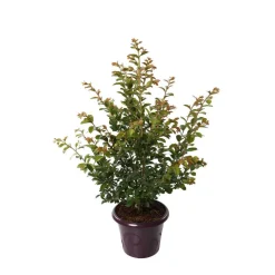Truffaut - Lilas des Indes pot déco 7,5L Online