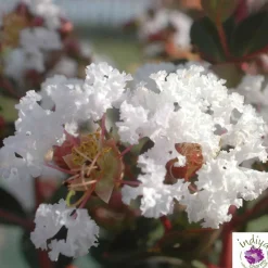 Truffaut - Lilas des Indes pot déco 7,5L Online