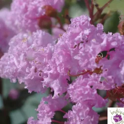Truffaut - Lilas des Indes pot déco 7,5L Online