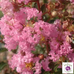 Truffaut - Lilas des Indes pot déco 7,5L Online