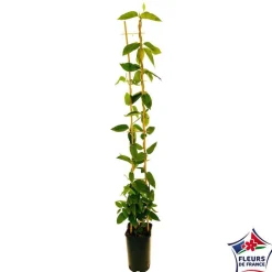 Truffaut Plantes Grimpantes | - Lonicera Copper Beauty ® : ctr de 3 Litres