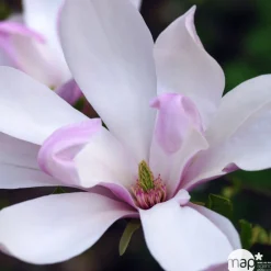 Truffaut - Magnolia x Pinkie : conteneur rond carré de 5 L New
