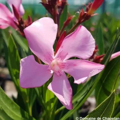 Truffaut - Nerium Oleander Atlas pot 5L Hot