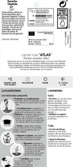 Truffaut - Nerium Oleander Atlas pot 5L Hot