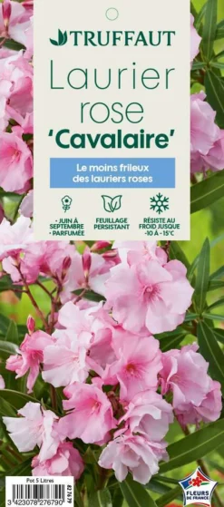 Truffaut - Nerium Oleander Cavalaire pot 5L Clearance