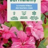 Truffaut Plantes Méditerranéennes | - Nerium Oleander Commandant Barthelemy pot 5L