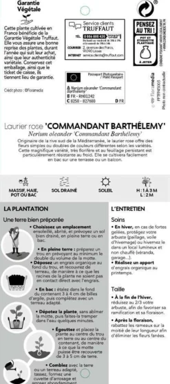 Truffaut Plantes Méditerranéennes | - Nerium Oleander Commandant Barthelemy pot 5L