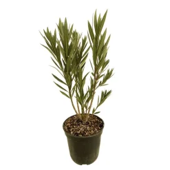 Truffaut Plantes Méditerranéennes | - Nerium Oleander Commandant Barthelemy pot 5L