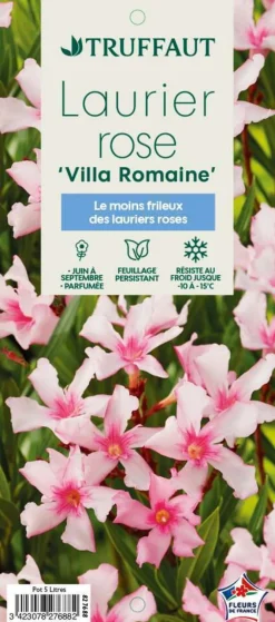 Truffaut Plantes Méditerranéennes | - Nerium Oleander Villa Romaine' pot 5L