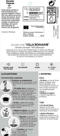 Truffaut Plantes Méditerranéennes | - Nerium Oleander Villa Romaine' pot 5L