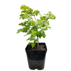 Truffaut Petits Fruits | - Noisetier 'Géante des Halles':pot 6L