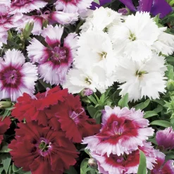 Truffaut - Oeillet de chine : barquette de 10 plants - Coloris variables Online