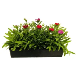 Truffaut - Oeillet de chine : barquette de 10 plants - Coloris variables Online