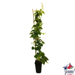 Truffaut Plantes Grimpantes | - Parthenocissus Veitchii Robusta : ctr de 3 litres